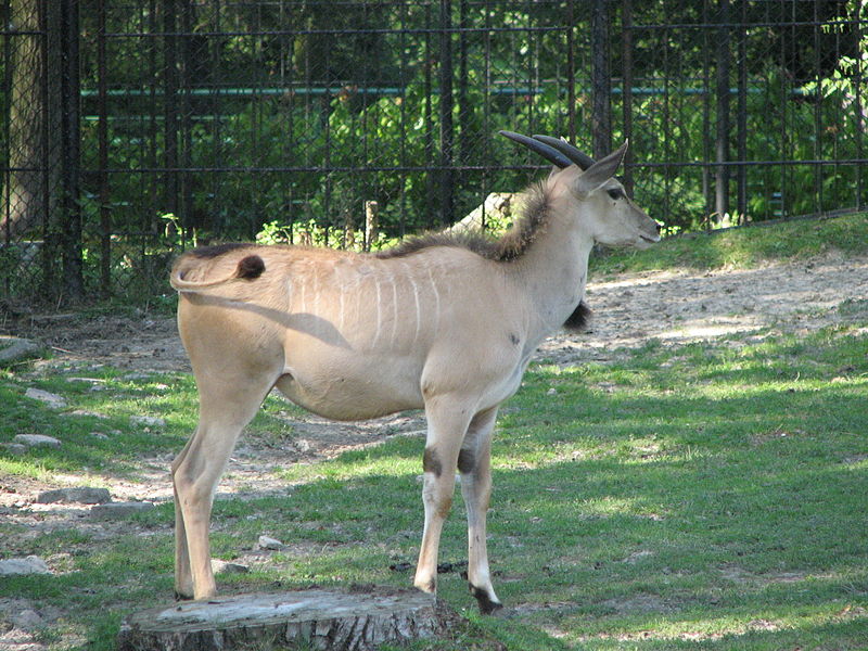 File:Taurotragus oryx in the Silesian Zoological Garden 20.JPG