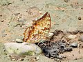 * Nomination Tawny rajah (Charaxes bernardus) feeding on a scat in Pakke TR. By User:Aparajita Datta --Shankar Raman 15:51, 26 June 2017 (UTC) Yummy! :) It looks too warm (yellowish) to me Poco a poco 18:12, 26 June 2017 (UTC) * Promotion  Done Did basic levels and less yellow now, do check Poco a poco. And thanks for the review!--Shankar Raman 03:01, 28 June 2017 (UTC) Good quality. --Poco a poco 19:39, 30 June 2017 (UTC)