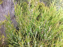 Taxandria parviceps habit.jpg