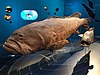 Taxidermied orange-spotted grouper (Epinephelus coioides) and grouper (Epinephelus sp), Lee Kong Chian Natural History Museum, Singapore - 20150808-02.jpg