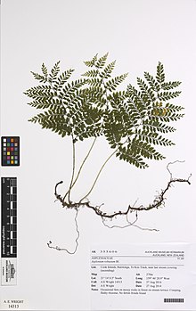 Teratophyllum wilkesianum (Brack.) Holttum (AM AK355606-2).jpg