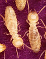 Termite-Formosan subterranean-worker-Tamil word17.1.jpg