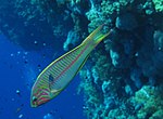 Thumbnail for Klunzinger's wrasse