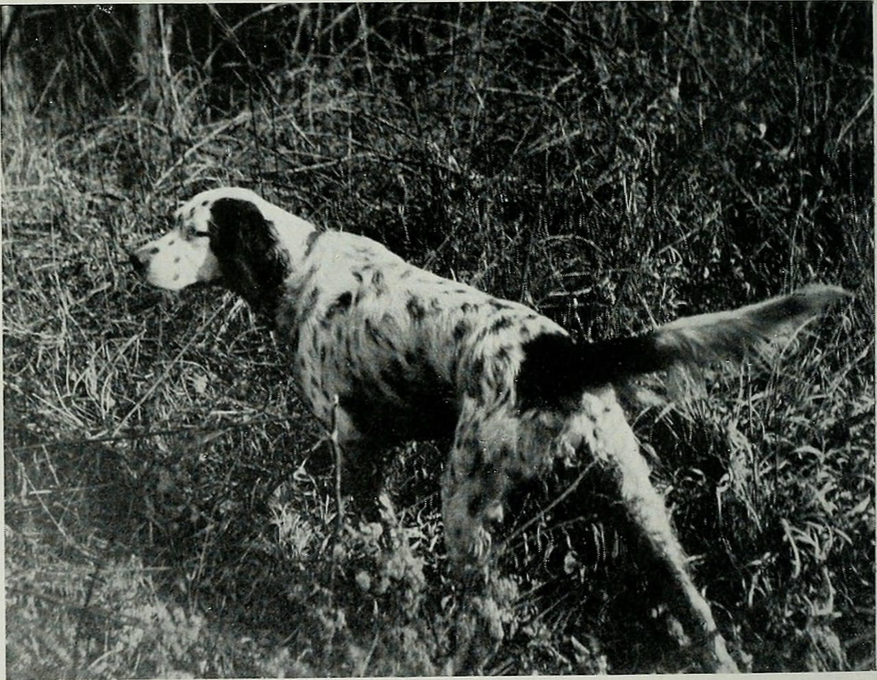 File:The American hunting dog - modern strains of bird dogs and hounds, and  their field training (1919) (18148930215).jpg - Wikimedia Commons