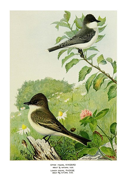 File:The economic value of birds to the state (1903) (14752044782).jpg