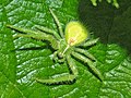 Miniatura para Heriaeus hirtus