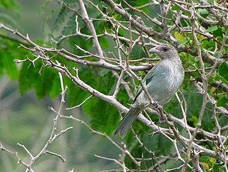 <span class="mw-page-title-main">Glaucous tanager</span> Species of bird