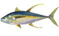 Gelbflossen-Thunfisch (Thunnus albacares)