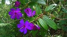 Tibouchina francavillana Cogn. (6606062913).jpg