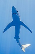 Tiburón azul (Prionace glauca), canal Fayal-Pico, islas Azores, Portugal, 2020-07-27, DD 21.jpg