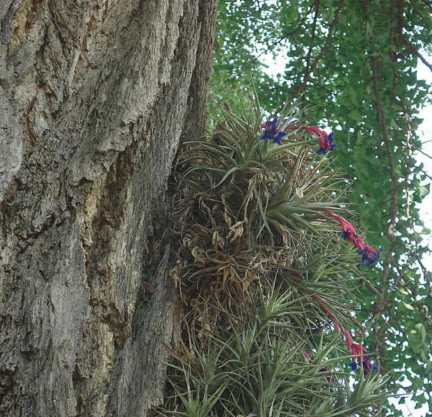 File:Tillandsia aeranthos-Pisa-2010-05-21.JPG