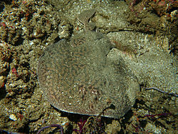 Torpedo Sinuspersici