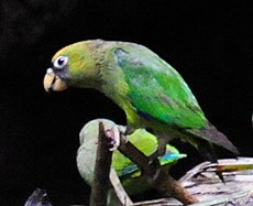 Touit huetii -Napo Wildlife Center, Parc National Yasuni, Equateur -clay lick-6.jpg