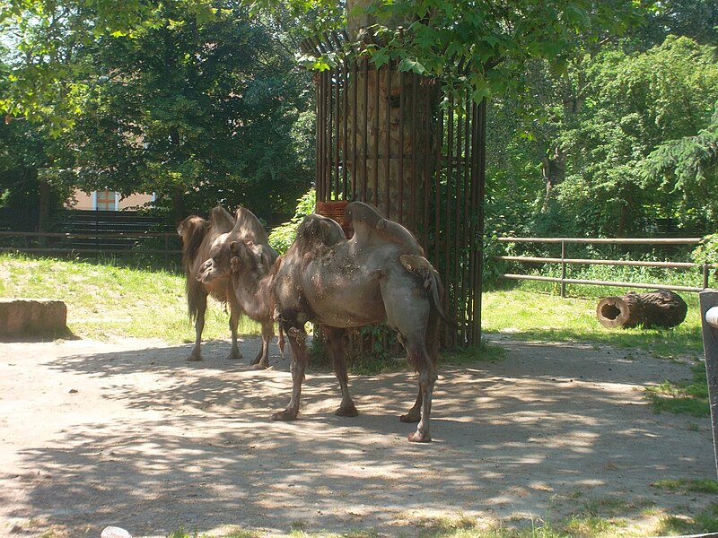 File:Trampeltier Zoo Hoyerswerda.JPG