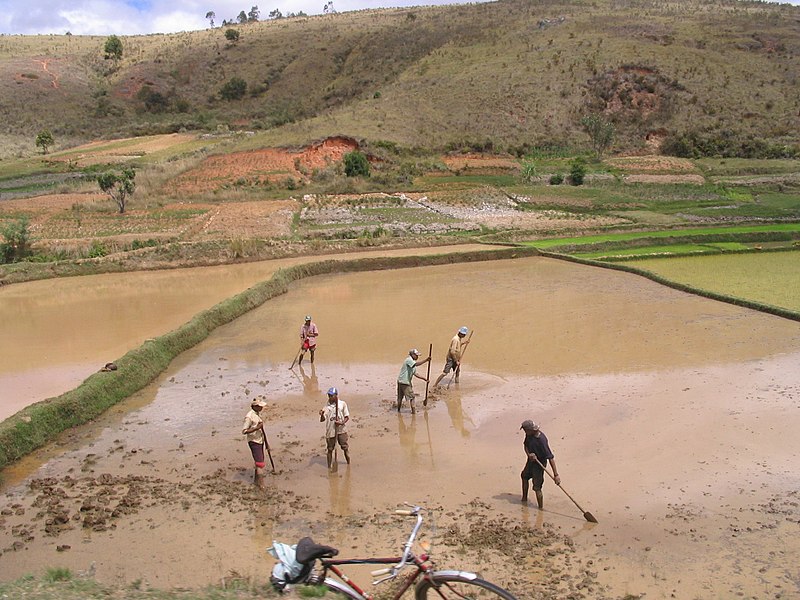 File:Travail en rizieres-madagascar.jpg