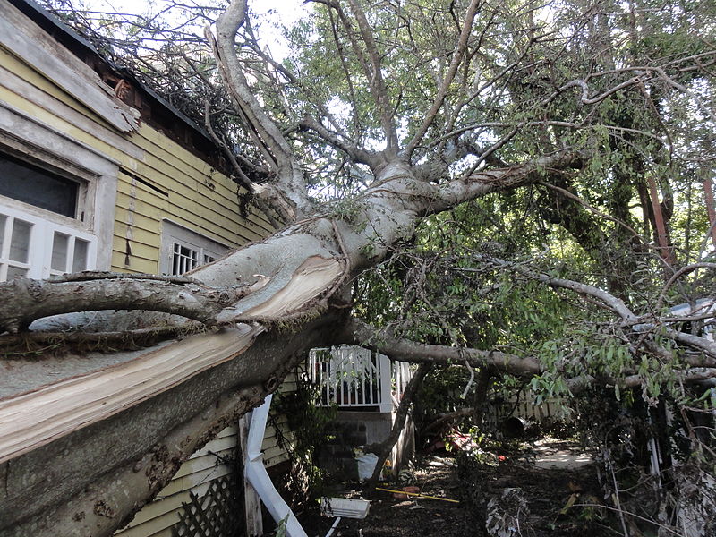 File:Tree falls in New Orleans - Hurricane Isaac.jpg