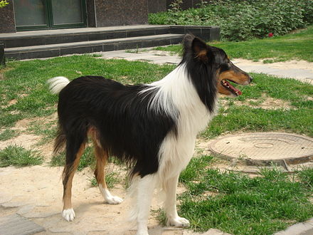 Tri-colored Scotch collie Tri-color-scotch-collie.jpg