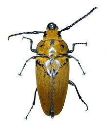 Trictenotoma grayii шолуы.jpg