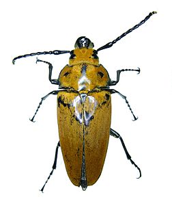 <i>Trictenotoma grayi</i> Species of beetle