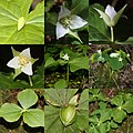 Trillium tschonoskii