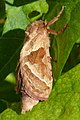 Ampfer-Wurzelbohrer Männchen (Triodia sylvina)