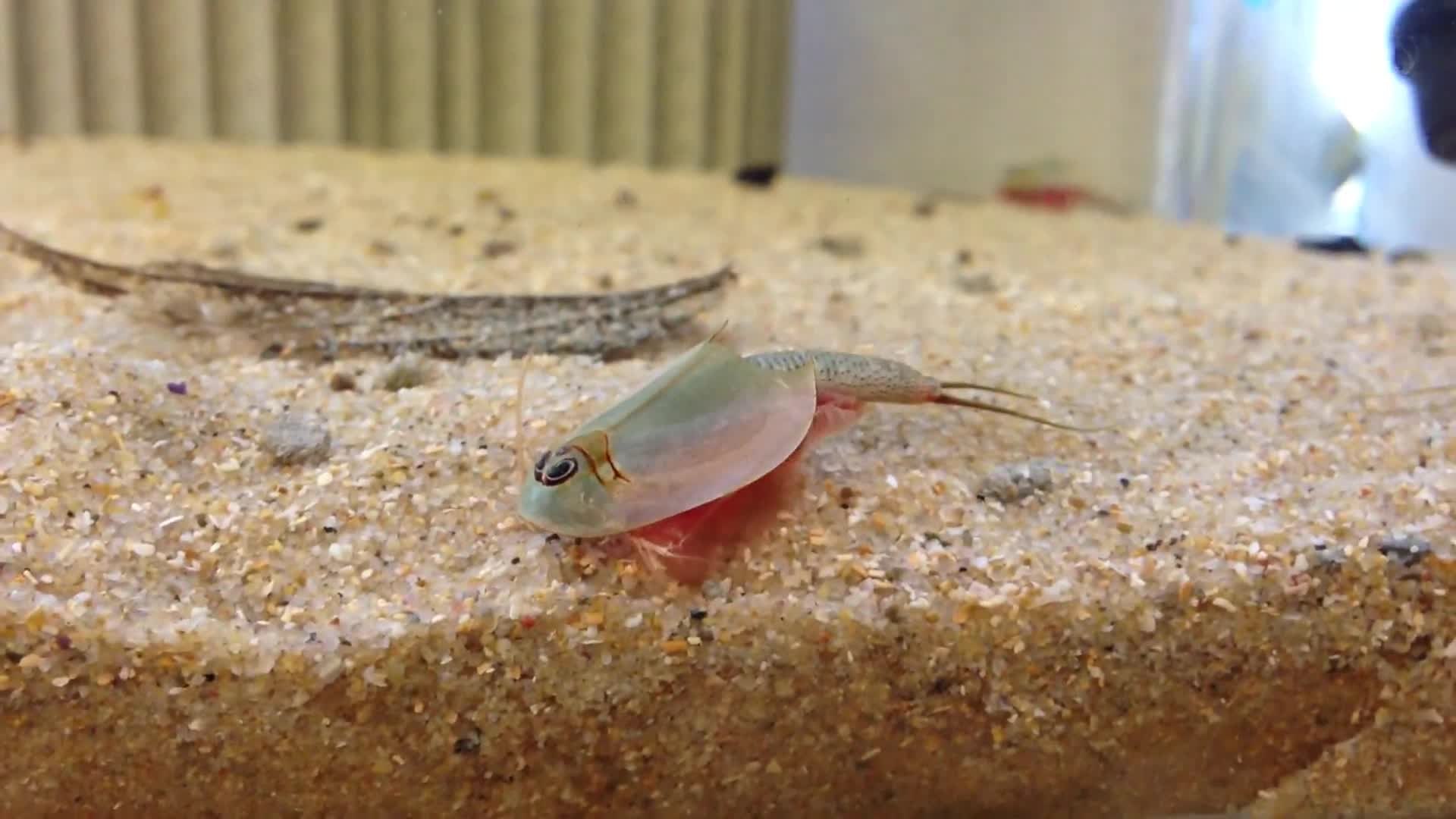 Triops - Wikipedia