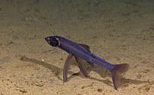 Tripod fish observed at Hawaii, Off Kealakekua Bay. Tripod fish1.jpg