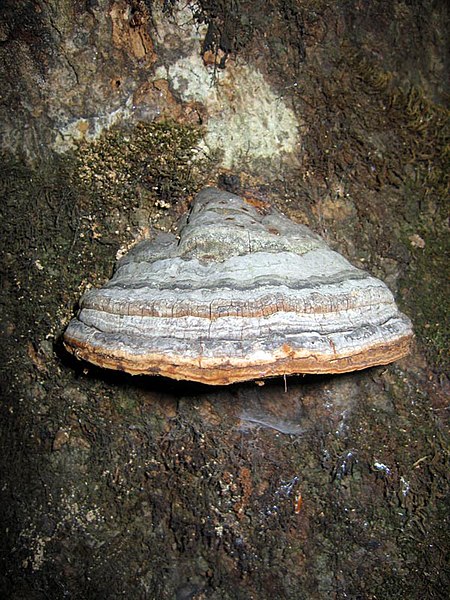 File:Trud Fomes fomentarius2.jpg