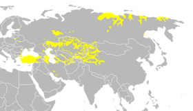 Image illustrative de l’article Langues turciques