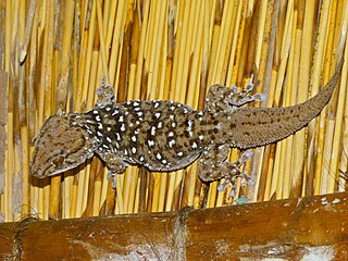 <span class="mw-page-title-main">Turner's thick-toed gecko</span> Species of lizard