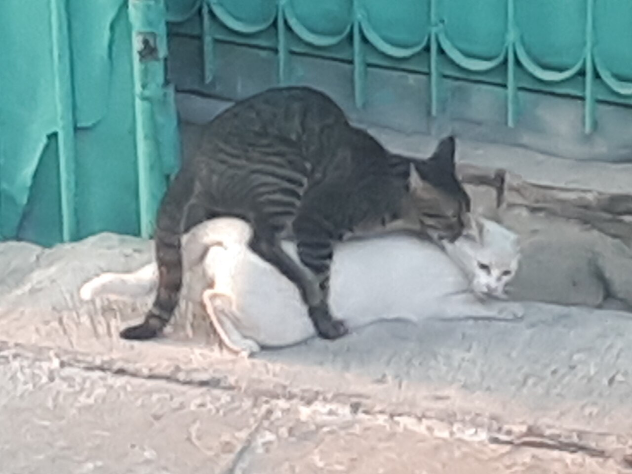 File:Two cats mating (September 2021).jpg - Wikipedia