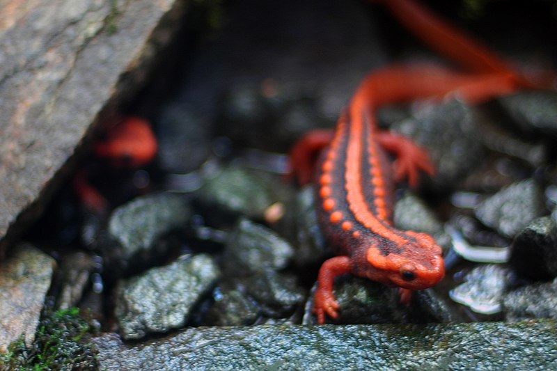 File:Tylotriton shanjiing.jpg