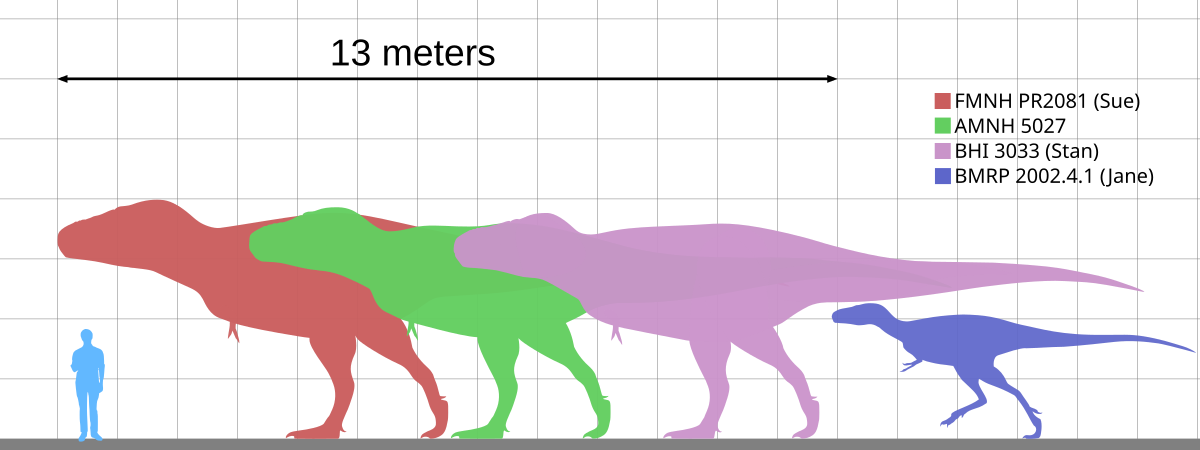 Download Specimens Of Tyrannosaurus Wikipedia