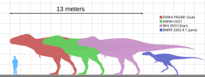 Specimens Of Tyrannosaurus