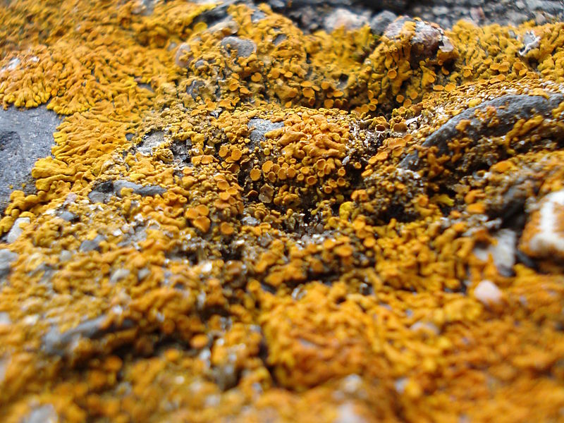 File:Unidentified Lichen - Thunder Bay 04.jpg