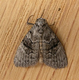 <i>Uraba</i> (moth) Genus of moths