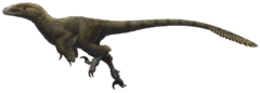 Utahraptor ostrommaysorum.png