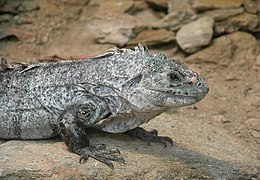 27.4.13 Utila-Leguan