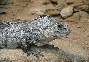 Утила игуана (Ctenosaura bakeri)