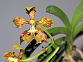 Vanda roeblingiana Orchi 016.jpg