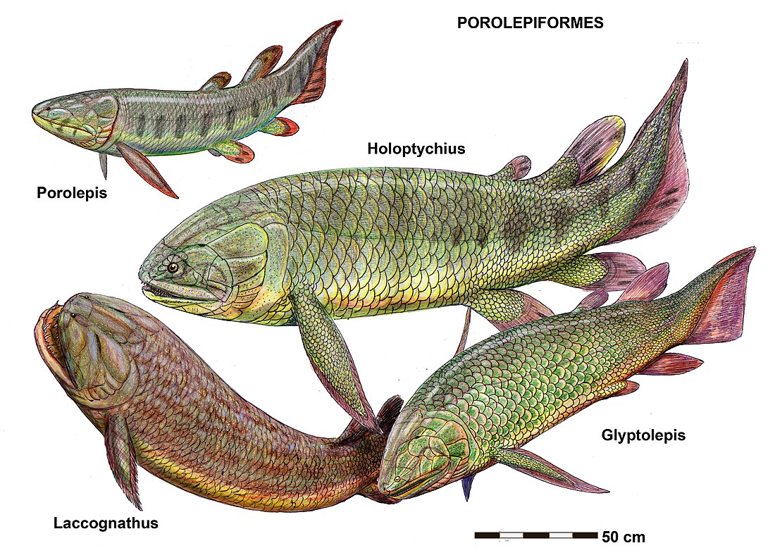 Porolepiformes