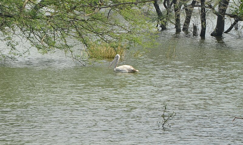 File:Vedanthangal Bird Sanctuary (5404229319).jpg