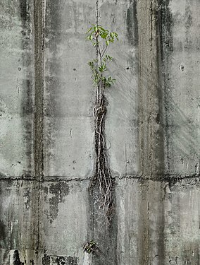 Vegetation growing from a weep hole of a retention wall, Dalin, Chiayi County, Taiwan.