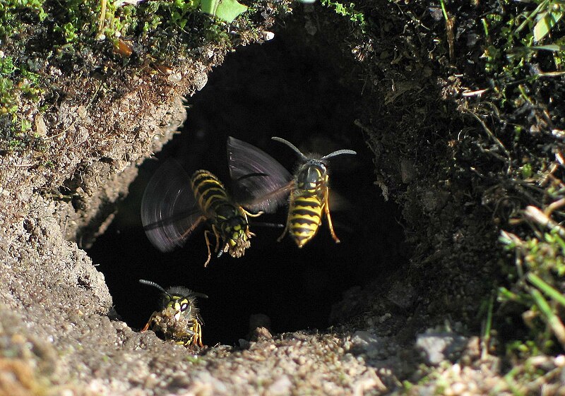 File:Vespula vulgaris.jpg