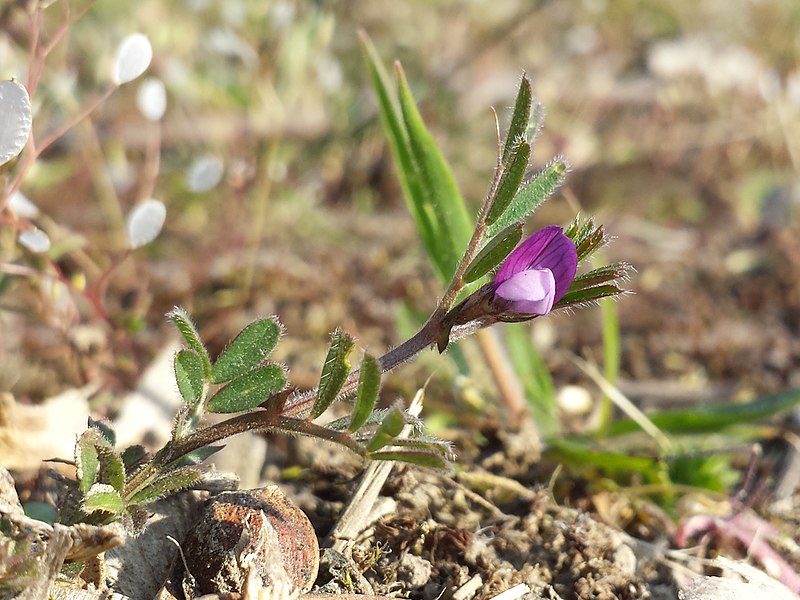 File:Vicia lathyroides sl14.jpg