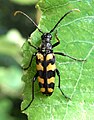 Longhorn beetle (Leptura quadrifasciata) Vierbindiger Schmalbock