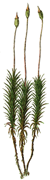 File:WWB-0265-127-Polytrichum formosum.png