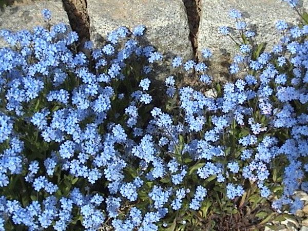 Myosotis sylvatica