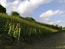 Vineyard Schweinfurter Peterstirn