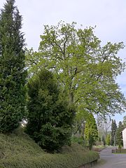 Oak at the memorial